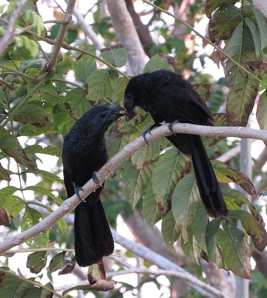 Groove-billed Ani