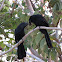 Groove-billed Ani