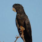 Red-tailed Black Cockatoo (female)