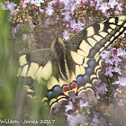 Swallowtail