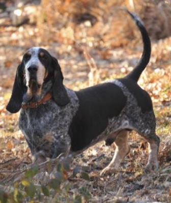 Basset Bleu de Gascogne