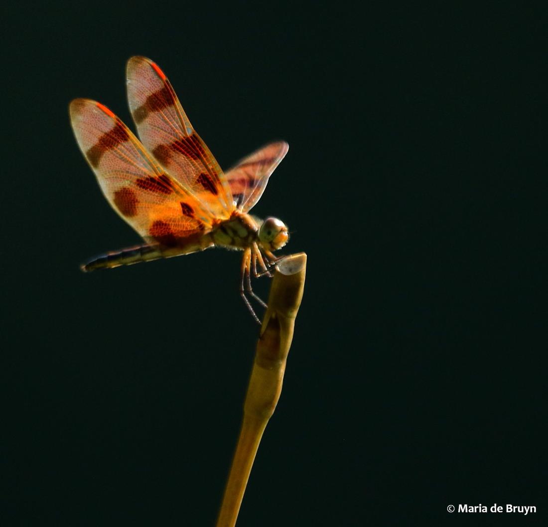 Halloween pennant