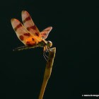 Halloween pennant