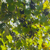 Muscadine Grapes