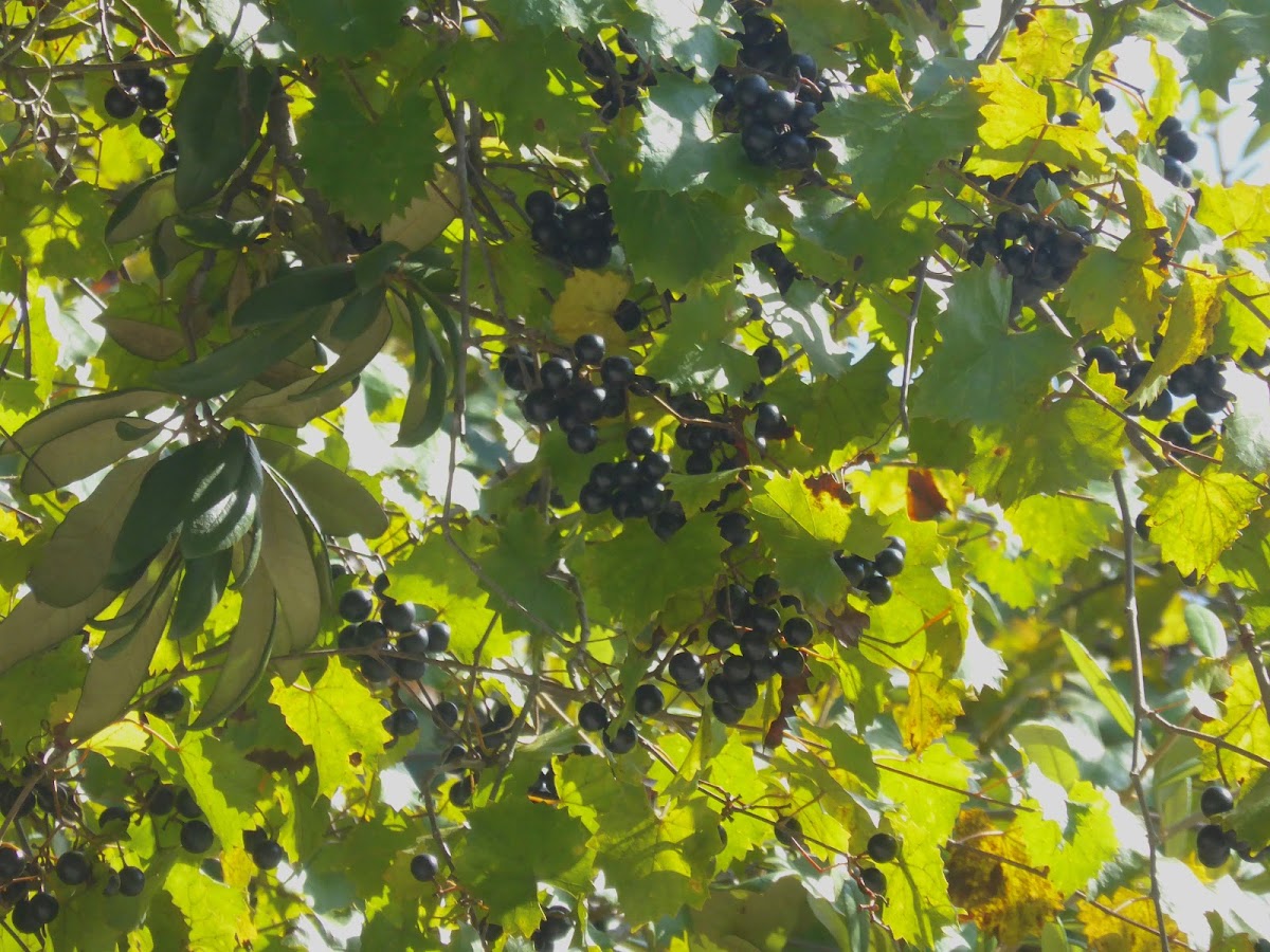 Muscadine Grapes