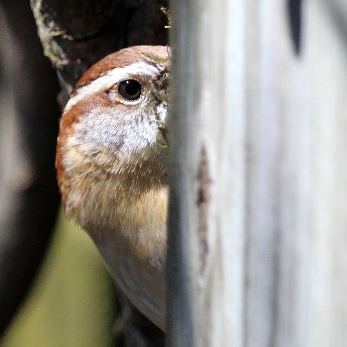 Carolina Wren