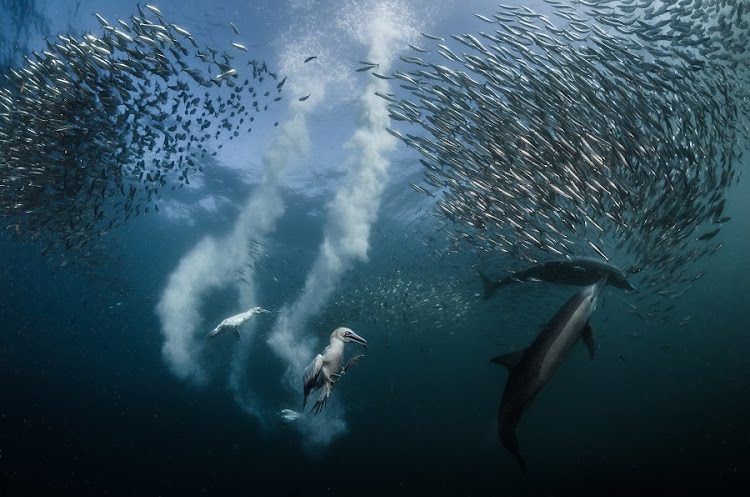 Every winter‚ most often in June or July‚ millions of sardines leave the cold waters off Cape Point and make their way up the coast to KwaZulu-Natal. File photo.