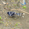 spotted forktail