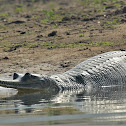 Gharial