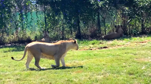 Lion Park South Africa 2015