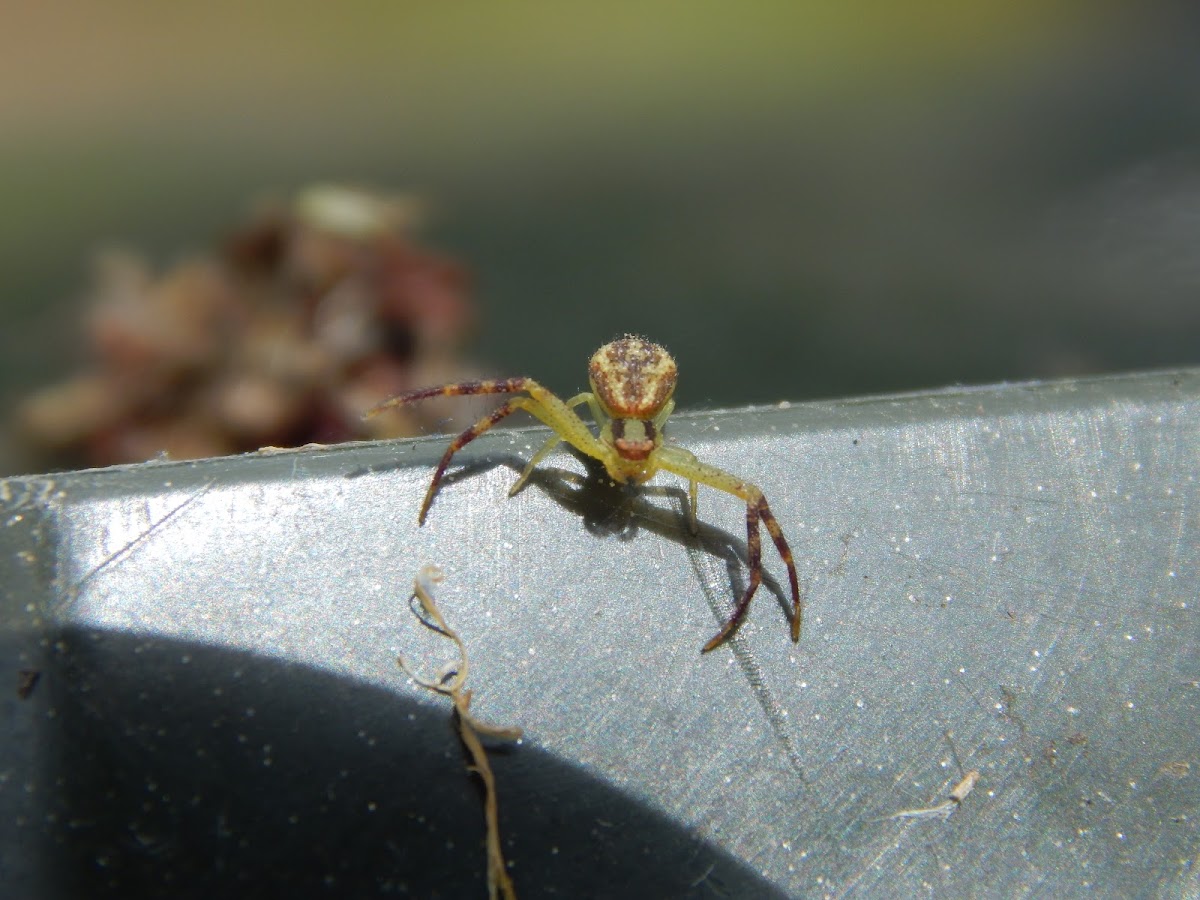 Crab Spider