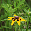 Brown-eyed Susan