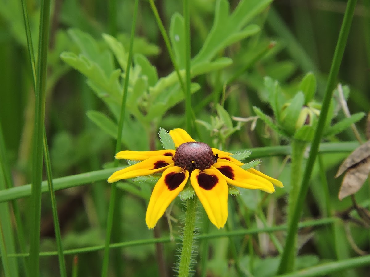 Brown-eyed Susan