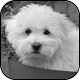 Download White dogs Wallpapers For PC Windows and Mac 2