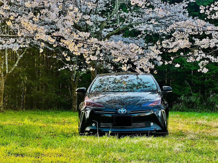 プリウスの桜と愛車・サクラと愛車・4月もよろしくお願い致します🌸に関するカスタム事例の投稿画像11枚目