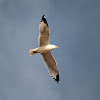 Ring-billed Gull