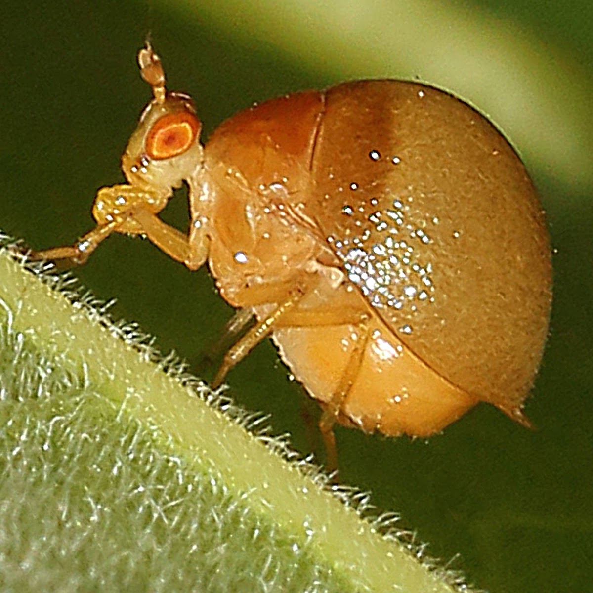 Celyphid Beetle Fly