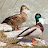 Bird Decoys: Songs and Calls icon