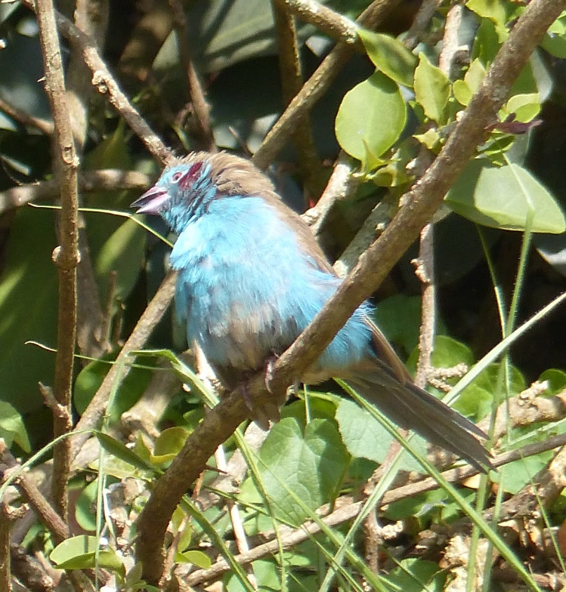 Red-cheeked cordon-bleu