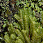 Liverwort