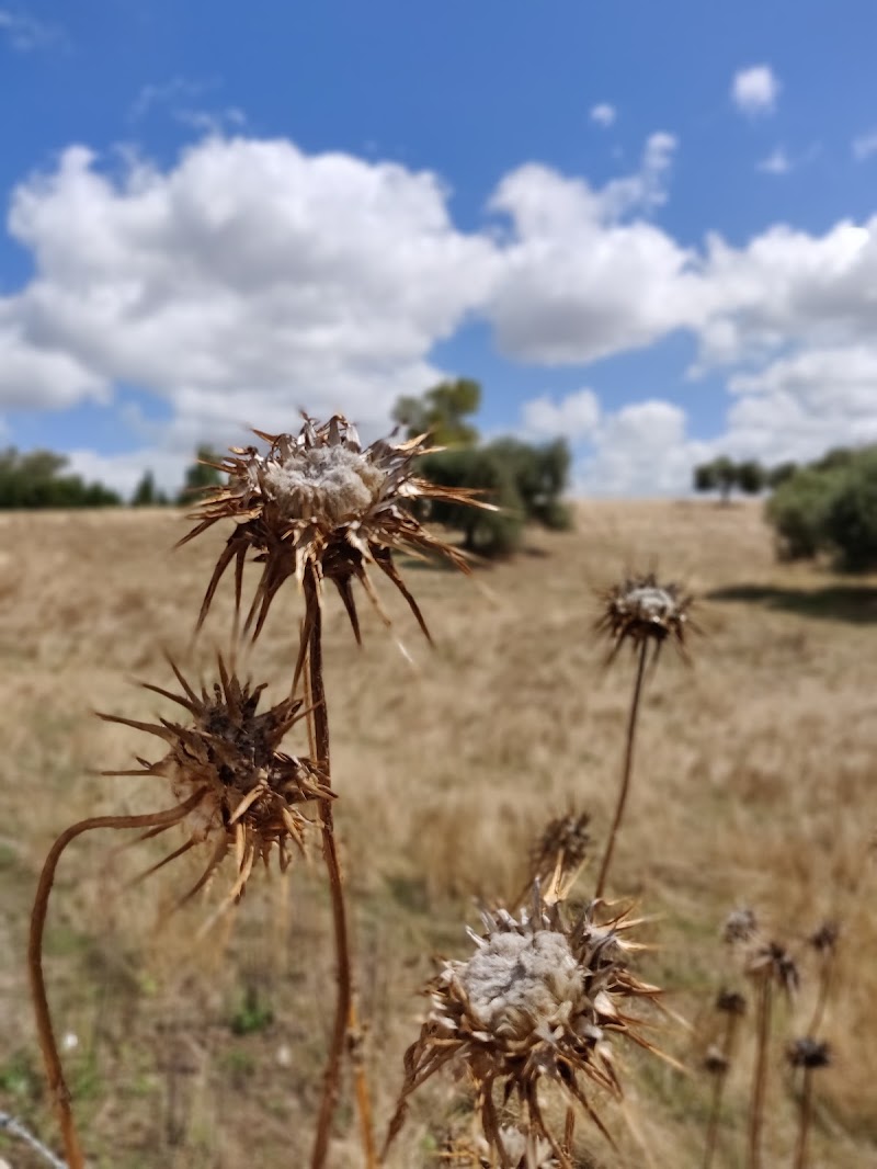 Fiori pungenti di bojsandra