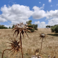 Fiori pungenti di 