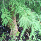 Bald Cypress