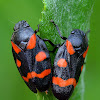 Red-and-black Froghopper