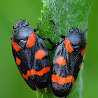 Red-and-black Froghopper