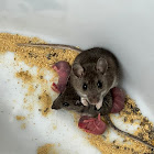 North American Deer Mice (Genus Peromyscus)