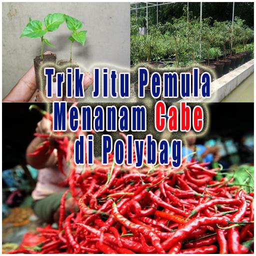 Cara Pemula Menanam Tanaman Cabe di Polybag