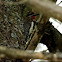 Yellow-bellied Sapsucker Woodpecker (Male)