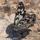 Spanish Marbled White