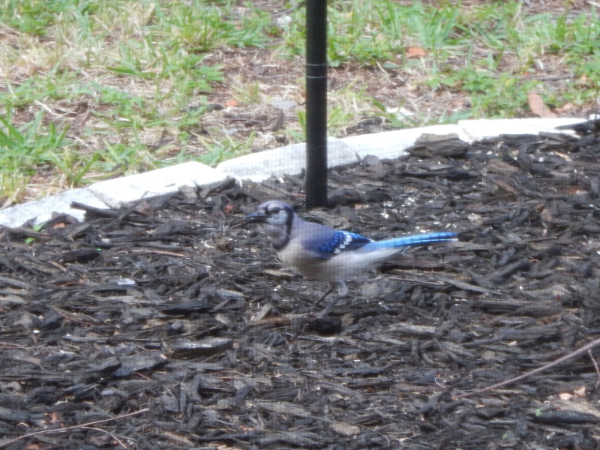 Blue Jay