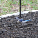 Blue Jay