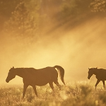 Cover Image of Download Horses HD Wallpapers 1.0 APK
