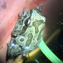 Baja tree frog