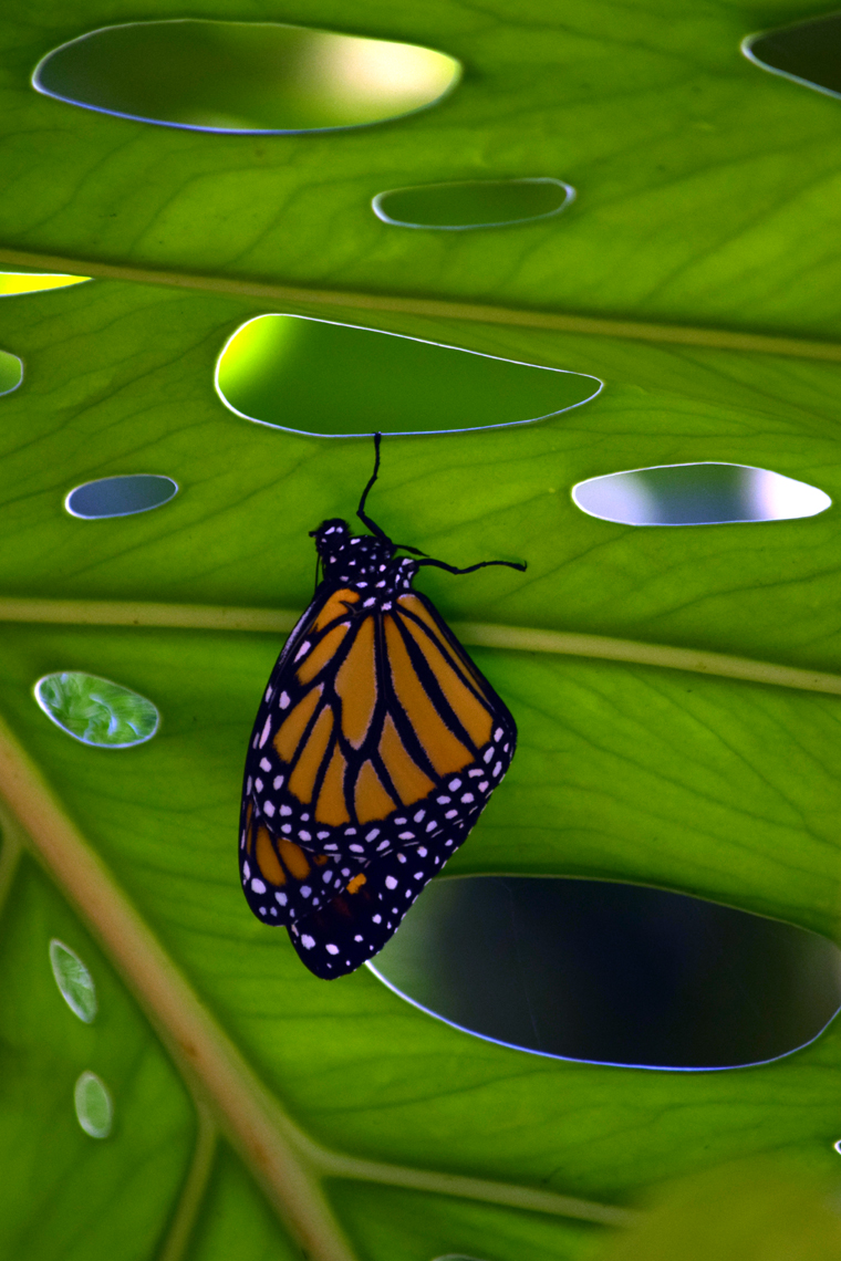 Monarch Butterfly