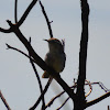 Rock wren