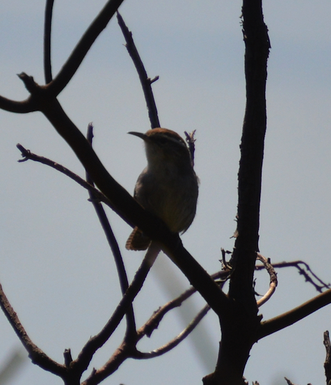 Rock wren