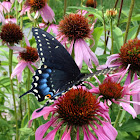 Black Swallowtail