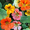 Nasturtium