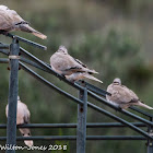 Collared Dove; Tórtola Turca