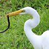 Great Egret