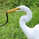 Great Egret