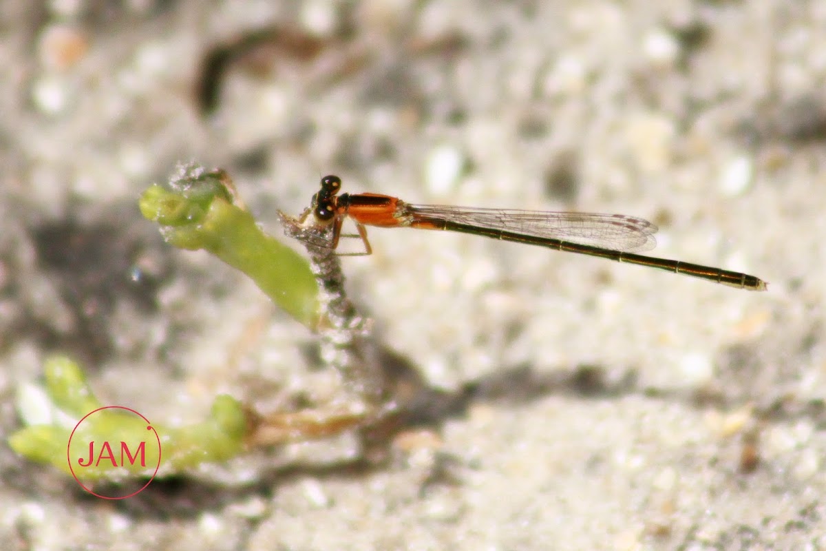 Rambur's Forktail Damselfly (female)