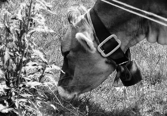 Il pranzo della Lola... di stefano.borsa