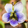 Wild Violet