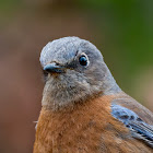 Western Bluebird