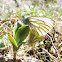 Green-Veined White